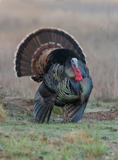 Wild Turkey (Meleagris gallopavo) male, California, USA