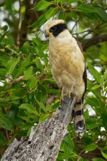 Laughing Falcon (herpetotheres cachinnans) perched on a branch in the grasslands of Guyana
