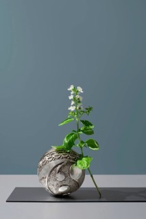 A fresh basil branch with delicate white flowers presented in a stylish silver decorative vase, set