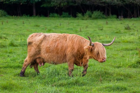 One Highland cow (Bos primigenius) taurus) stands on a pasture