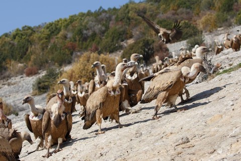 Griffon Vulture (Gyps fulvus) group, Spain