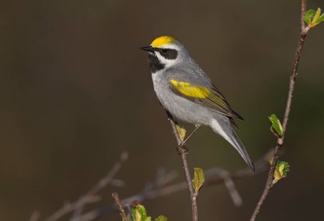 Golden-winged Warbler (Vermivora chrysoptera) male, Michigan, USA