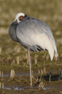 White-naped Crane (Antigone vipio), Arasaki, Japan