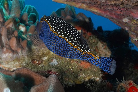 White-spotted boxfish (Ostracion meleagris)