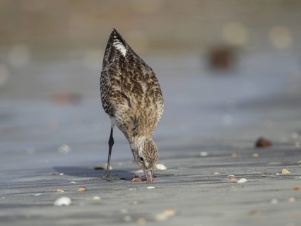 Bar-tailed Godwit (Limosa lapponica) foraging, Gambia