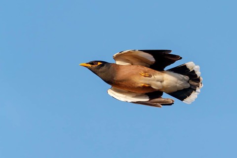 Shepherd's Maina, (Acridotheres tristis), animals, birds, perch, biotope, habitat, foraging