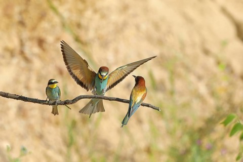 Bee-eater (Merops apiaster) with wings spread to land between two conspecifics on a branch,