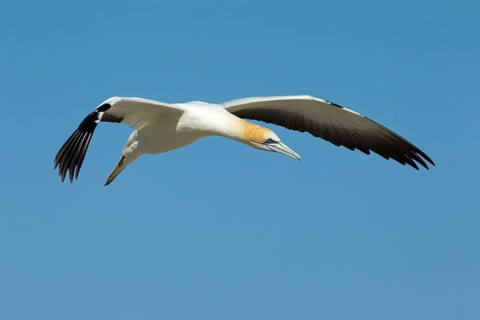 Australasian Gannet (Morus serrator) flying, Victoria, Australia