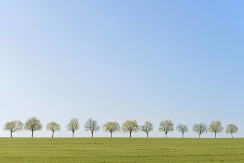 Deciduous trees, row of trees next to a green grain field, blue sky, North Rhine-Westphalia,