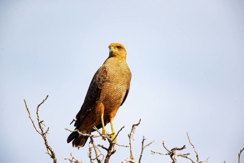 Savannah Buzzard (Heterospizias meridionalis) Pantanal Brazil