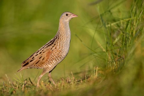 Corn Crake (Crex crex) Männchen, Poland