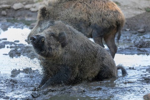One male wild boar or wild pig (Sus scrofa), sitting in a mud pool, shaking off the water in his
