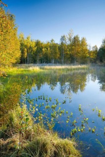 The first rays of sunlight bathe the birch forest and grasses in a warm light, clouds of mist drift