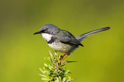 Collared warbler, (Apalis thoracica), Addo Elephant National Park, Addo, Western Cape, South Africa