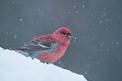 Pine Grosbeak - Hakengimpel - Pinicola enucleator, Finland, adult male