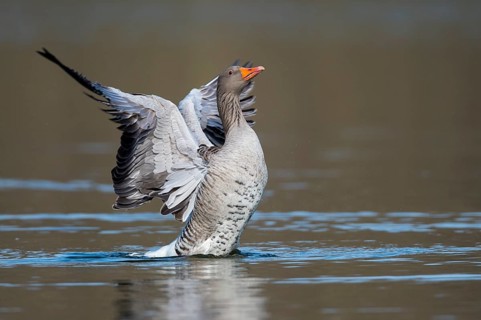 Greylag Goose (Anser anser) flapping wings, Lower Saxony, Germany
