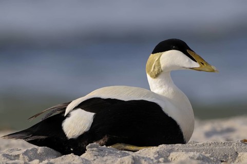 Eiderente (Somateria mollissima), Eider, Erpel / Maennchen ruht am Strand, Juni, Duene der Insel
