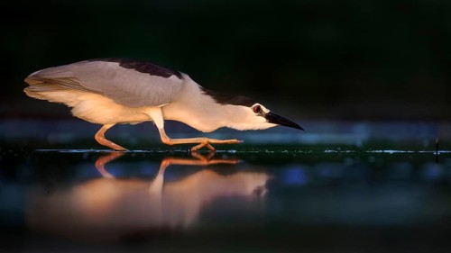 Black-crowned Night Heron (Nycticorax nycticorax) hunting, Hungary