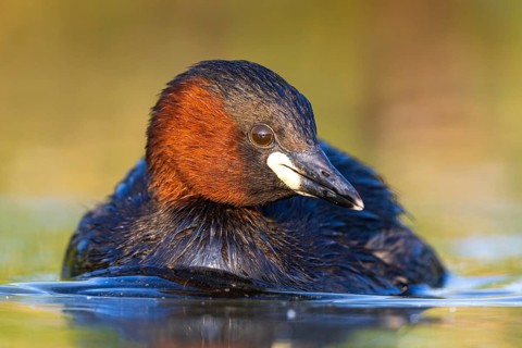 Little Grebe (Tachybaptus ruficollis), North Rhine-Westphalia, Germany