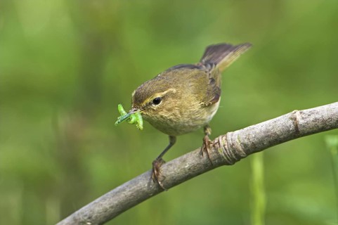 Common Chiffchaff (Phylloscopus collybita), Rhineland-Palatinate, Germany