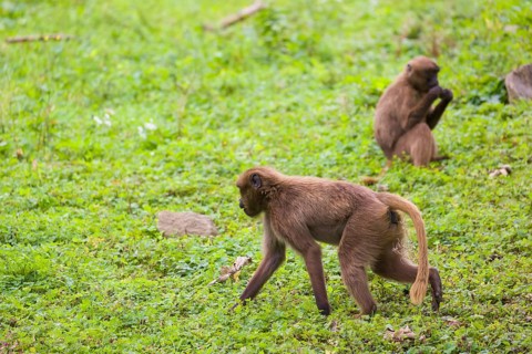 Two female Gelada (Theropithecus gelada), or bleeding-heart monkey grazing on a green meadow
