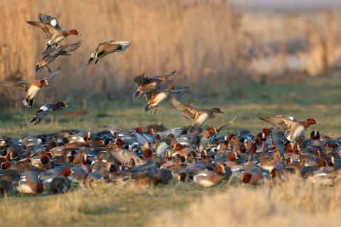 Eurasian Wigeon (Mareca penelope) group flying, Netherlands