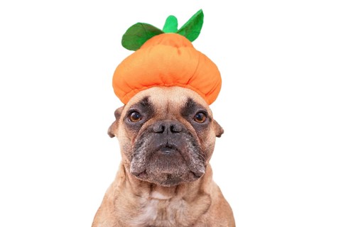 French Bulldog dog dresses up with funny Halloween pumpkin hat on white background