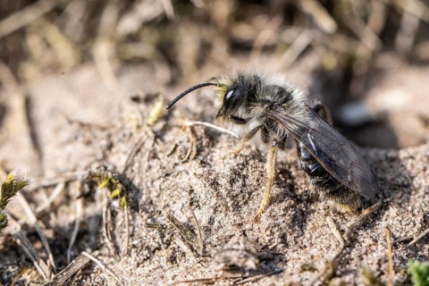 Ashy Mining Bee (Andrena cineraria), Emsland, Lower Saxony, Germany