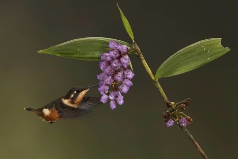 Purple-throated Woodstar (Calliphlox mitchellii), Ecuador