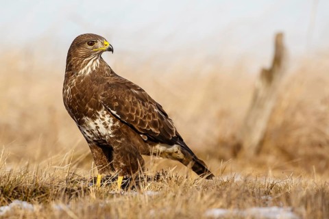 Common Buzzard (Buteo buteo) in field, Hungary