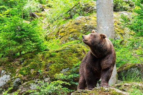 Eurasian brown bear (Ursus arctos arctos) standing on a rock, Bavarian Forest, Bavaria, Germany