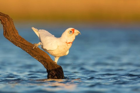 Long-billed Corella (Cacatua tenuirostris) drinking, perched on an tree trunk lying in the water,