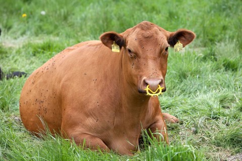 Cattle with a nose ring, Germany