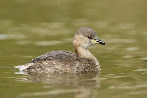 Little Grebe (Tachybaptus ruficollis) juvenile, Rhineland-Palatinate, Germany