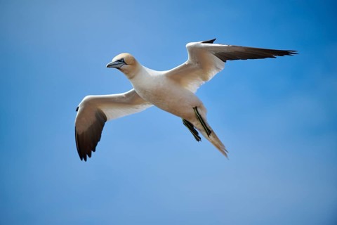 Northern gannet (Morus bassanus) flying in the sky, wildlife, Helgoland, Germany