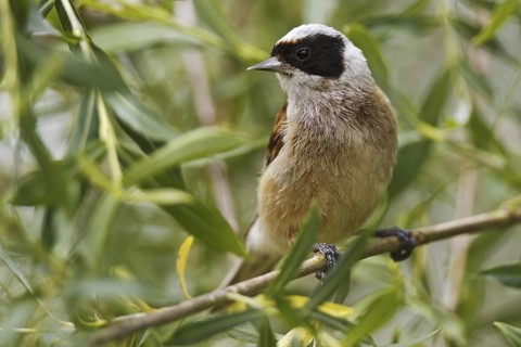 Eurasian Penduline Tit (Remiz pendulinus) male, Castile, Spain