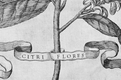 Banner with the inscription Citri Flores, copperplate engraving from Giovanni Baptista Ferrari