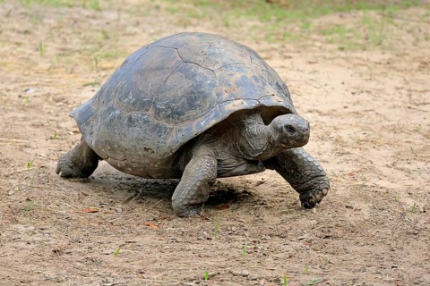 Galapagos giant tortoise (Chelonoidis niger), adult, foraging, captive, Galapagos Islands, Ecuador