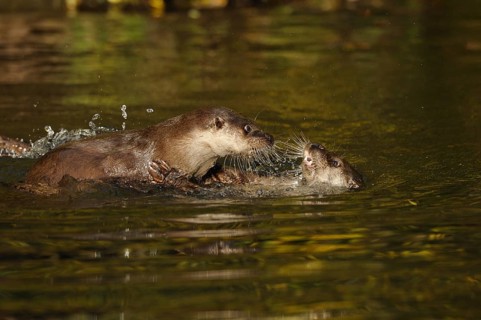 Two otters playing in the water and splashing up water, European otter (Lutra lutra), Bavaria