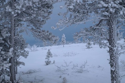 Ripe covered spruce trees in winter landscape, Saariselkä, Lapland, Finland, January 2025