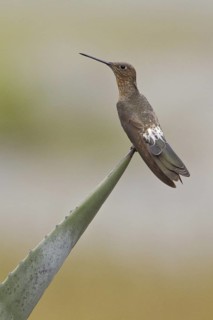 Giant Hummingbird (Patagona gigas), Ecuador