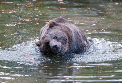 Brown bear (Ursus arctos) standing in a pond and shaking its fur, captive, Bavarian Forest National