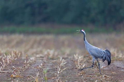 Common Crane (Grus grus) calling, Mecklenburg-Western Pomerania, Germany