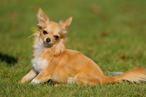 A relaxed Chihuahua sits on a green meadow, leaning slightly to one side, Chihuahua, longhair