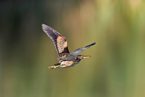 Little Bittern (Ixobrychus minutus), young bird in flight, Switzerland