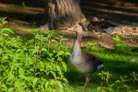 One Greylag Goose, Anser anser, stands on a green meadow