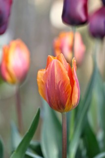 Tulip (Tulipa), flower orange colour in a flower bed Wilnsdorf, North Rhine-Westphalia, Germany