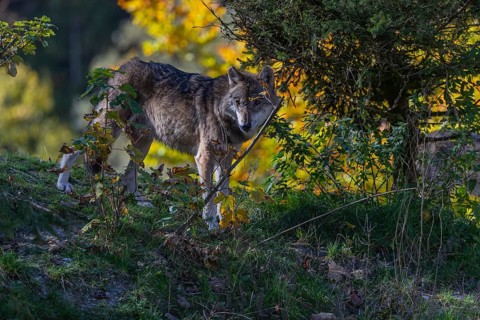 One eurasian gray wolf (Canis lupus lupus) standing on a small hill between fall foliage