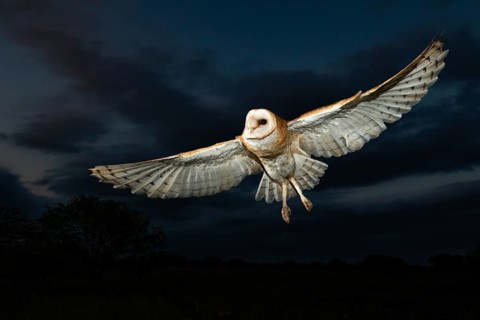 Western Barn Owl (Tyto alba) flying, Texas, USA