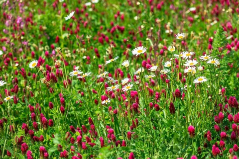 Flowering meadow with daisies (Leucanthemum) and incarnate clover (Trifolium incarnatum) in bloom,